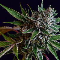 Sour Affie Regular Seeds - 11