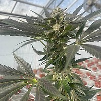 Queen Bee Feminised Seeds - 5