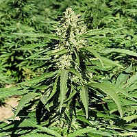 Limonene CBG Feminised Seeds - 5