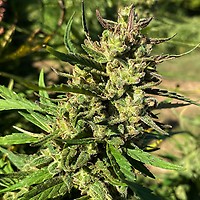 Lucky Lucy CBD Feminised Seeds - 5