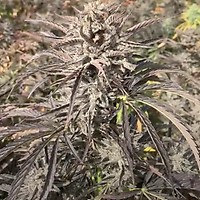 EZ Bake AUTO Feminised Seeds - 5