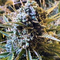 Sour Krout AUTO Feminised Seeds - 5