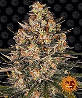 Lemon Drizzle Feminized Seeds