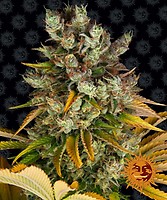 GMO Feminized Seeds