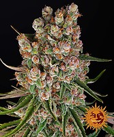 GMO Auto Feminized Seeds
