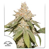 SFV OG Auto Feminized Seeds