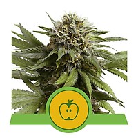 Apple Fritter Auto Feminised Seeds