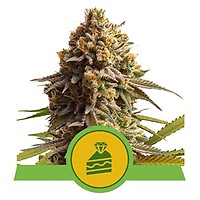 Wedding Cake Auto Feminized Seeds