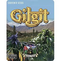 Gilgit Purple Regular Seeds