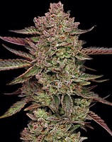 Gazzurple Feminised Seeds