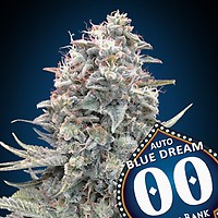 Blue Dream Auto Feminised Seeds