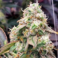 Gushers Fast Feminised Seeds