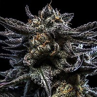 Zombie Kush Auto Feminised Seeds