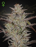Alienz Auto Feminised Seeds