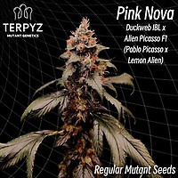 Pink Nova Regular Seeds