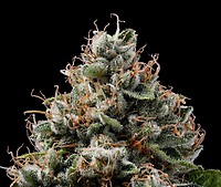 Sour Best Afghani Regular Seeds - 11