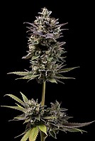 Chem D-Light Regular Seeds - 11