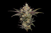 Northern Lights OG Regular Seeds - 11