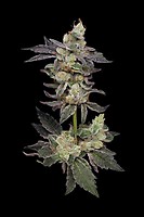 Northern Runtz Regular Seeds - 11