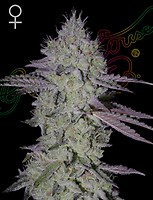 Tarte Tatin Feminised Seeds