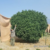 Baja Blast S1 Feminised Seeds