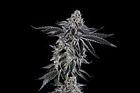 Sugar Fly Feminized Seeds