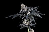 Rhapsody Feminized Seeds