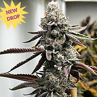 Pineapple Punk Feminised Seeds