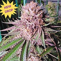 Runtz de Frutas Feminised Seeds