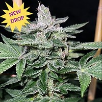Raspberry Boogie S2 Feminised Seeds