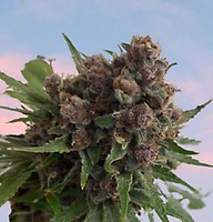 Venus Blue Feminised Seeds