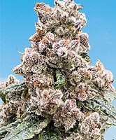 Frosted Raspberries S1 Feminised Seeds