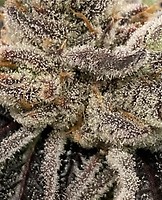 Bluemosa S1 Feminised Seeds