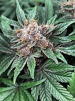 Forbidden Boogie Feminized Seeds