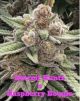Raspberry Runtz Feminised Seeds