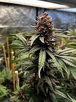 Raz-Boola Feminised Seeds