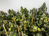 Indiana Bubble Gum S1 Feminised Seeds