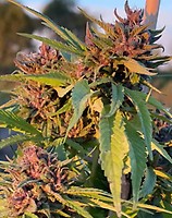 Pink Animal Crackers S1 Feminised Seeds