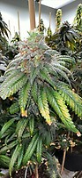Supreme Planet Feminized Seeds
