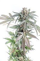 Gorilla Cookies Cake Auto Feminised Seeds