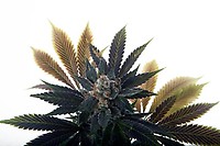 Banana Grape Soda Auto Feminised Seeds