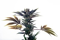 Biscotti Ice Cream Auto Feminised Seeds