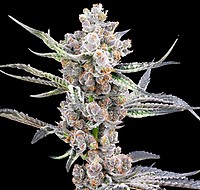 Blackout Auto Feminised Seeds