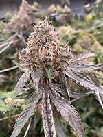 Gummy Bears Auto Feminized Seeds