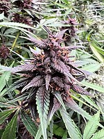 Neon Gummyz Auto Feminised Seeds