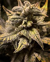 Frosted Skywalker Auto Feminised Seeds
