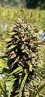 CheeseSus Christ SuperStar Auto Feminised Seeds