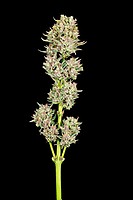 Garlic Jam Auto Feminized Seeds