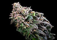 Crazy Train Fast Feminised Seeds