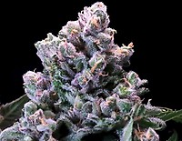 Huckleberry Pie Fast Feminised Seeds